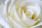 white Rose